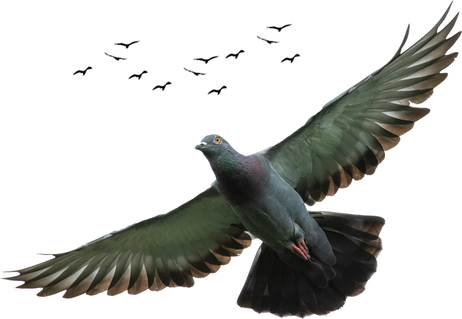 bird