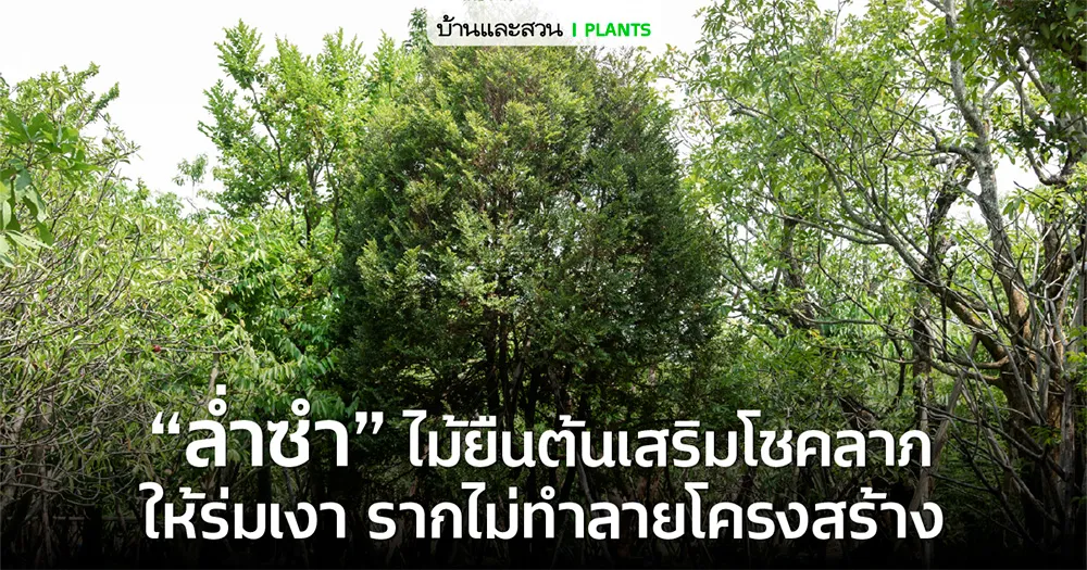 ต้นล่ำซำต้นไม้มงคล