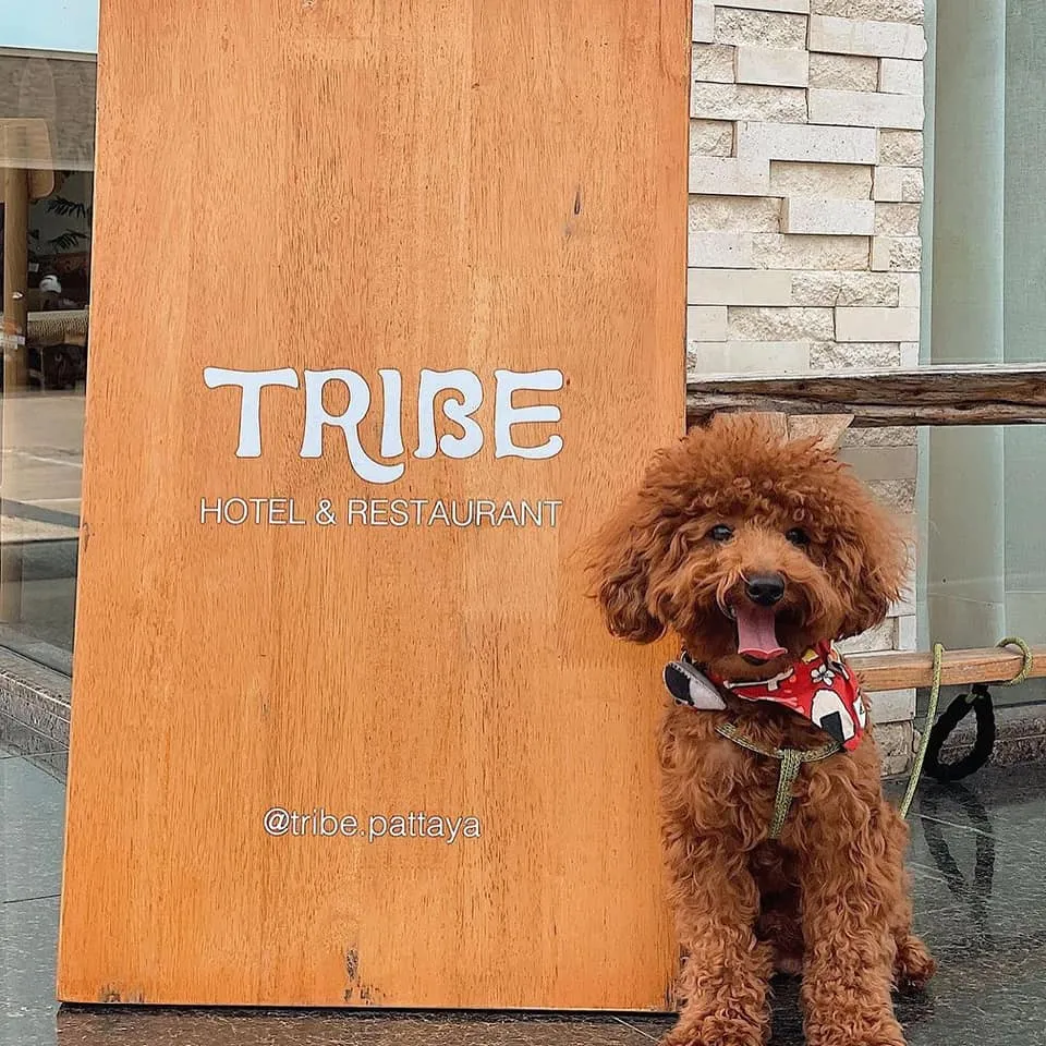 TRIBE(4)