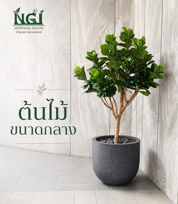 ต้นไม้ขนาดกลาง