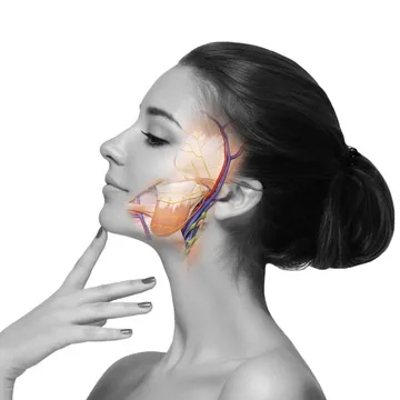 cadaver