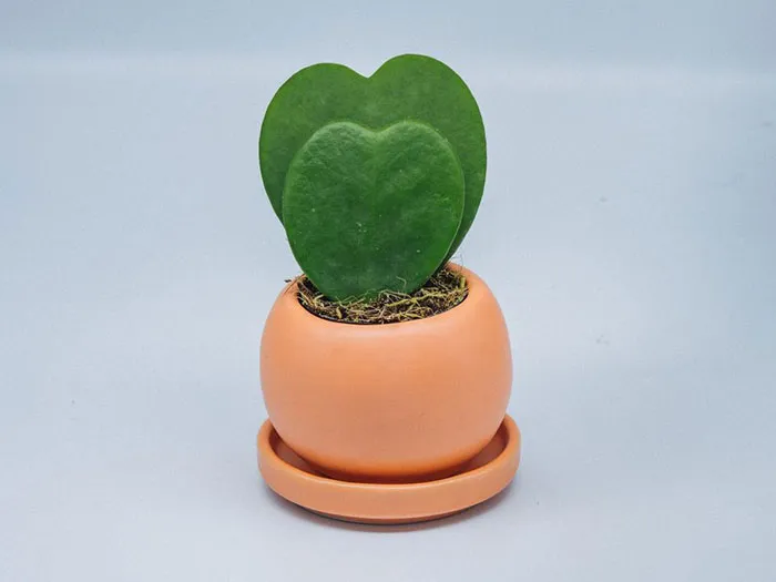 Hoya-Lucky-Heart--ต้นหัวใจคู่-1