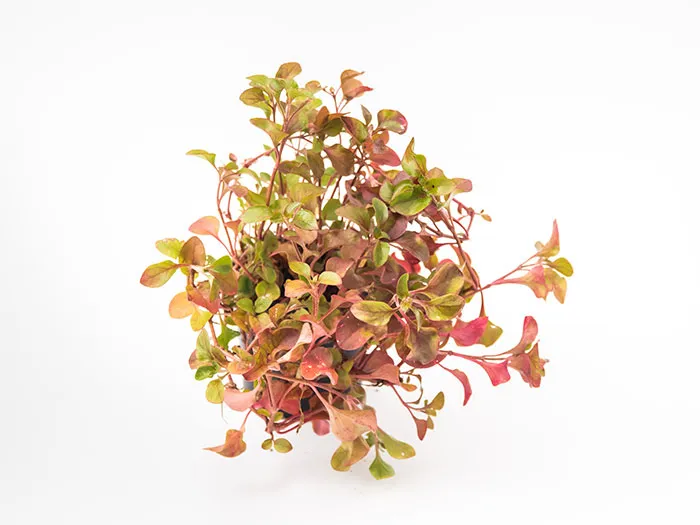 Pack-watercress-1