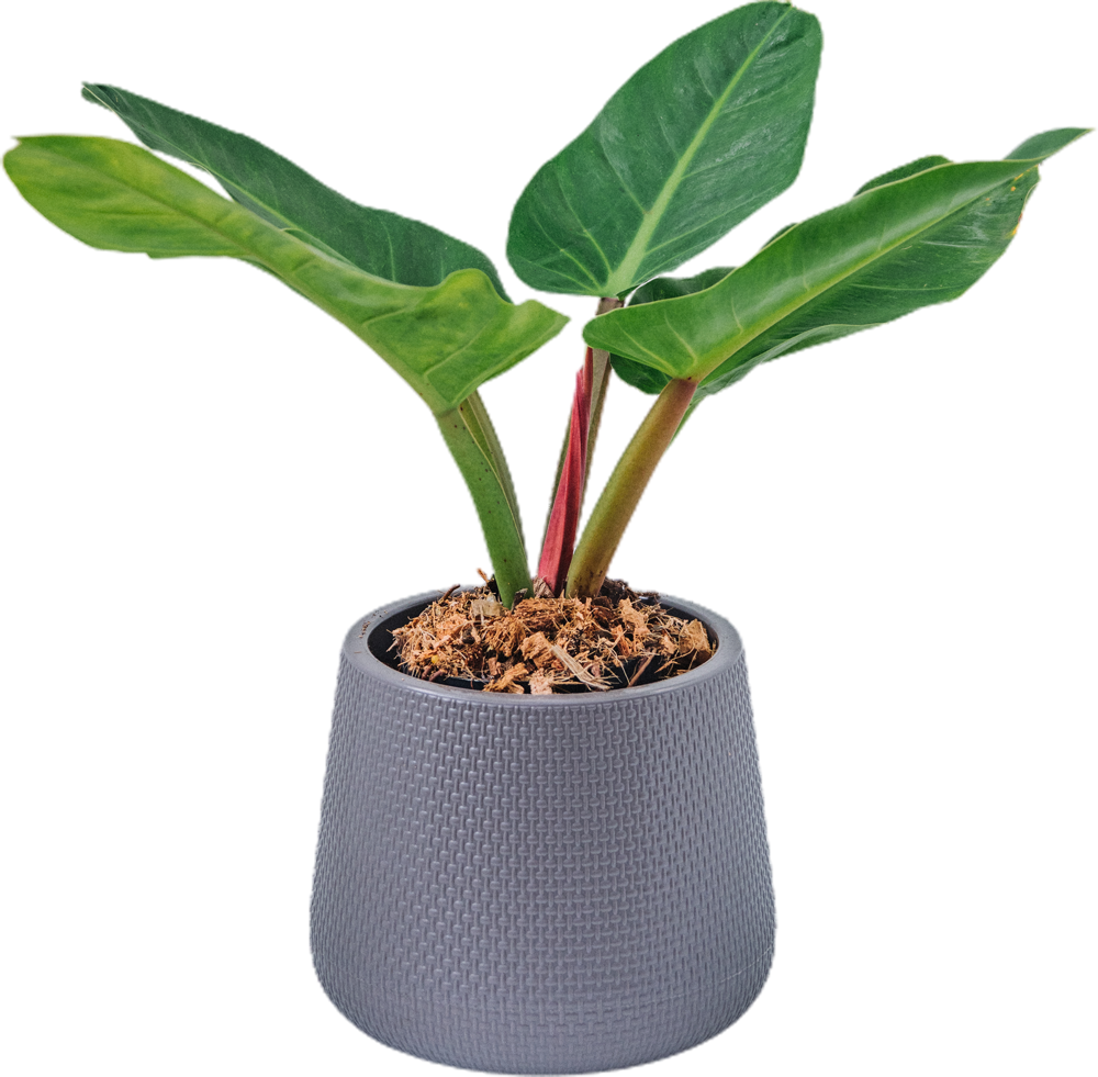 easyplant2home-1