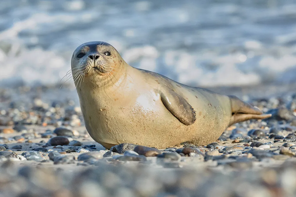 2SEAL-ISLAND