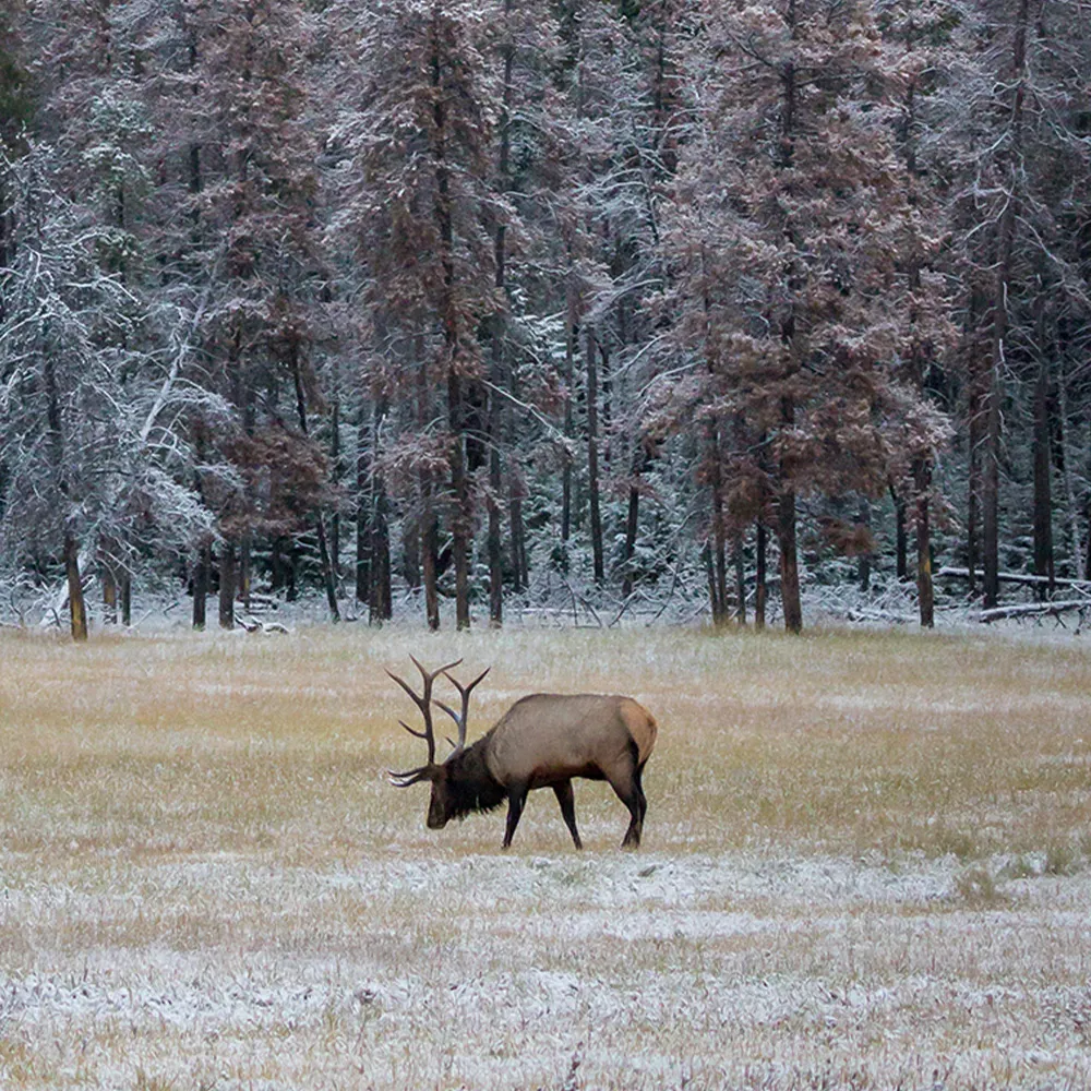 3-เหตุผลที่-Alaska-น่าเที่ยวสุด-ๆ