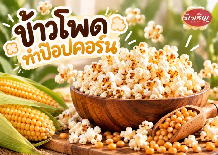 ข้าวโพดทำป๊อบคอรน2