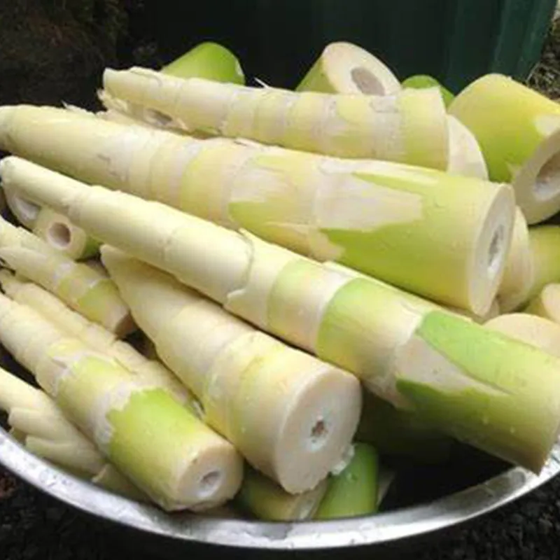 frozenbambooshoot