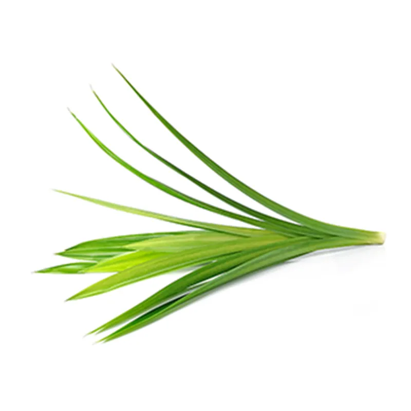 pandonleaves