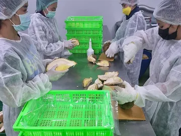 DurianmeatProcessing