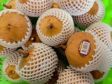 santol-export
