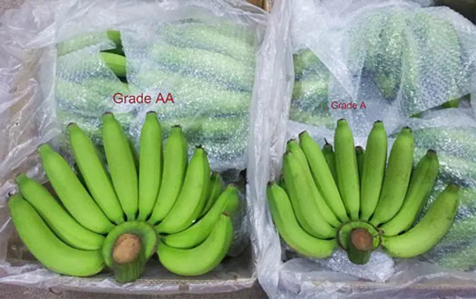 CavendishBananacompare