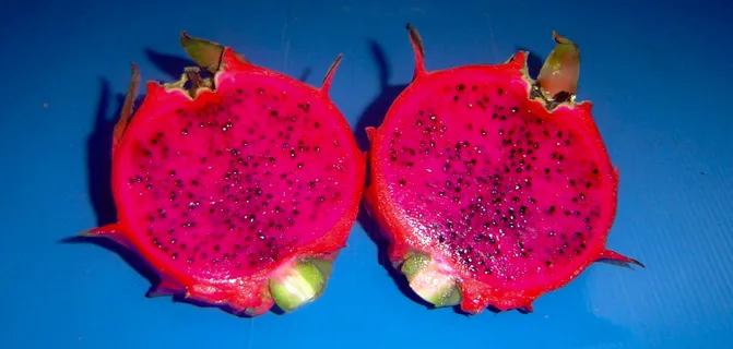 DragonFruitRed1