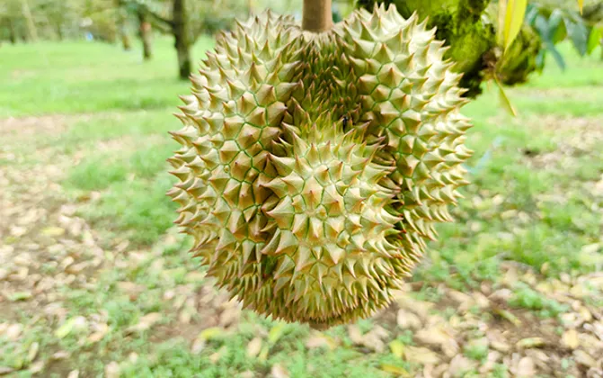 durianfruit