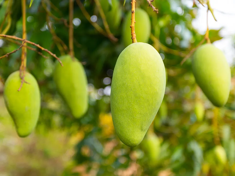 KeawSaWeiMango(2)