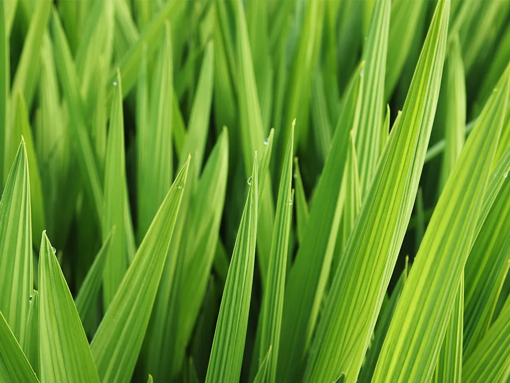 Pandan-Leaves