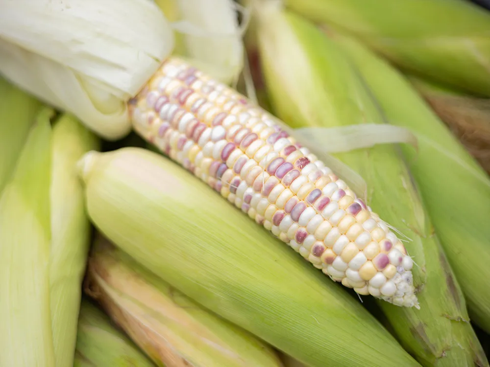 ปก3-Colors-Corn-(1)