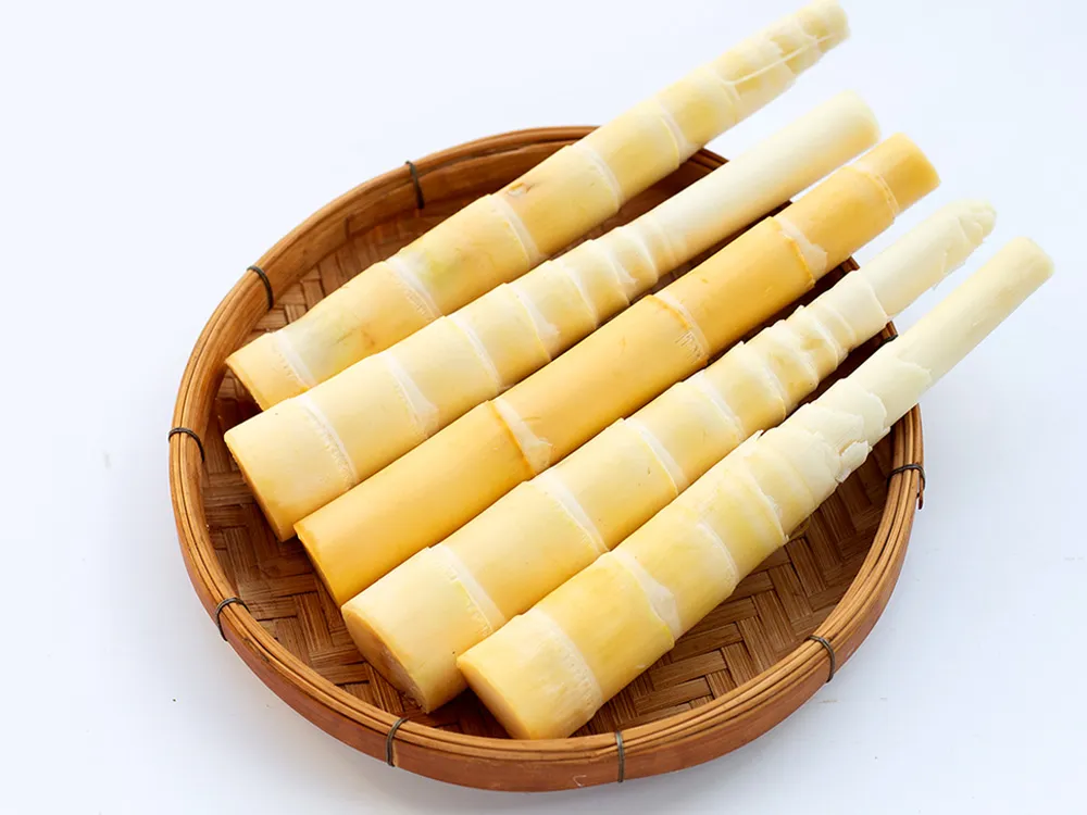 ปกBamboo-Shoot-(1)