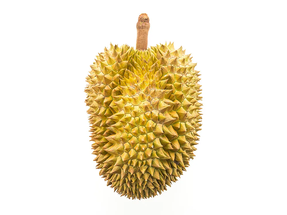 ปกDurian