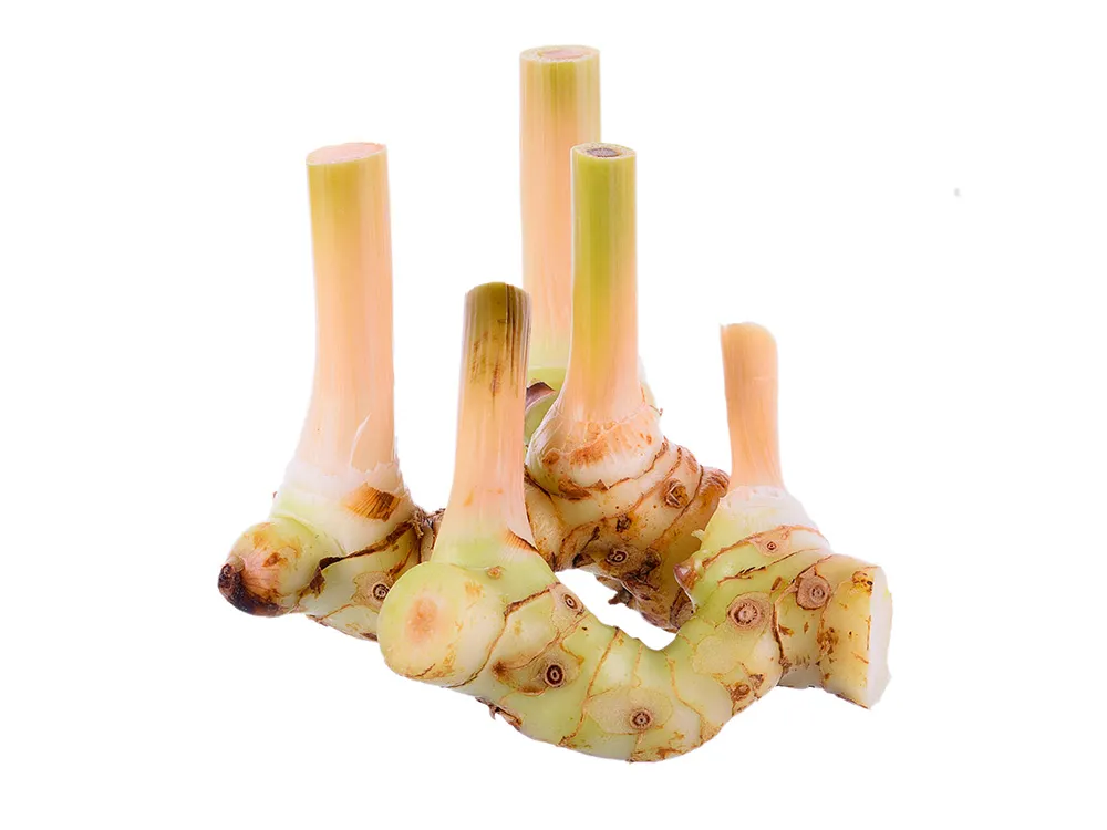 ปกFrozen-Galangal