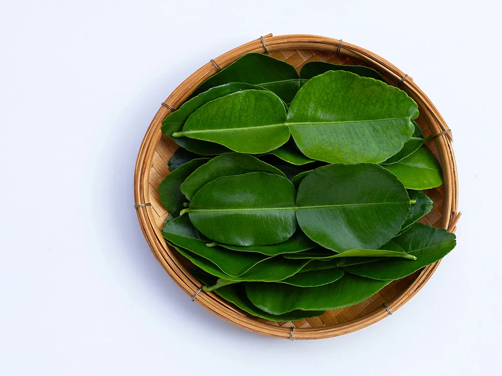 ปกFrozen-Lime-Leaves