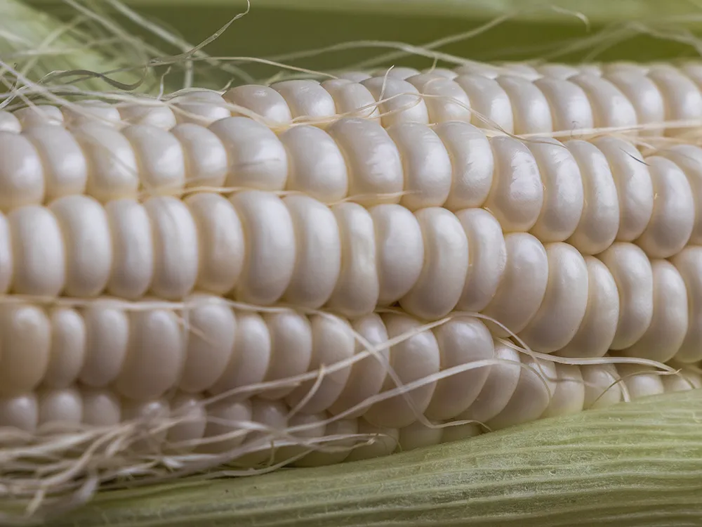 ปกWhite-Corn-(2)