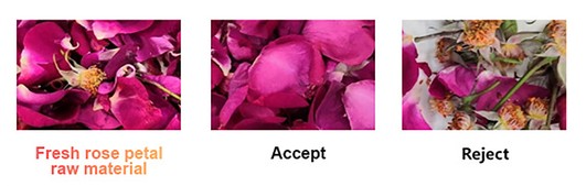 rose-petal-1