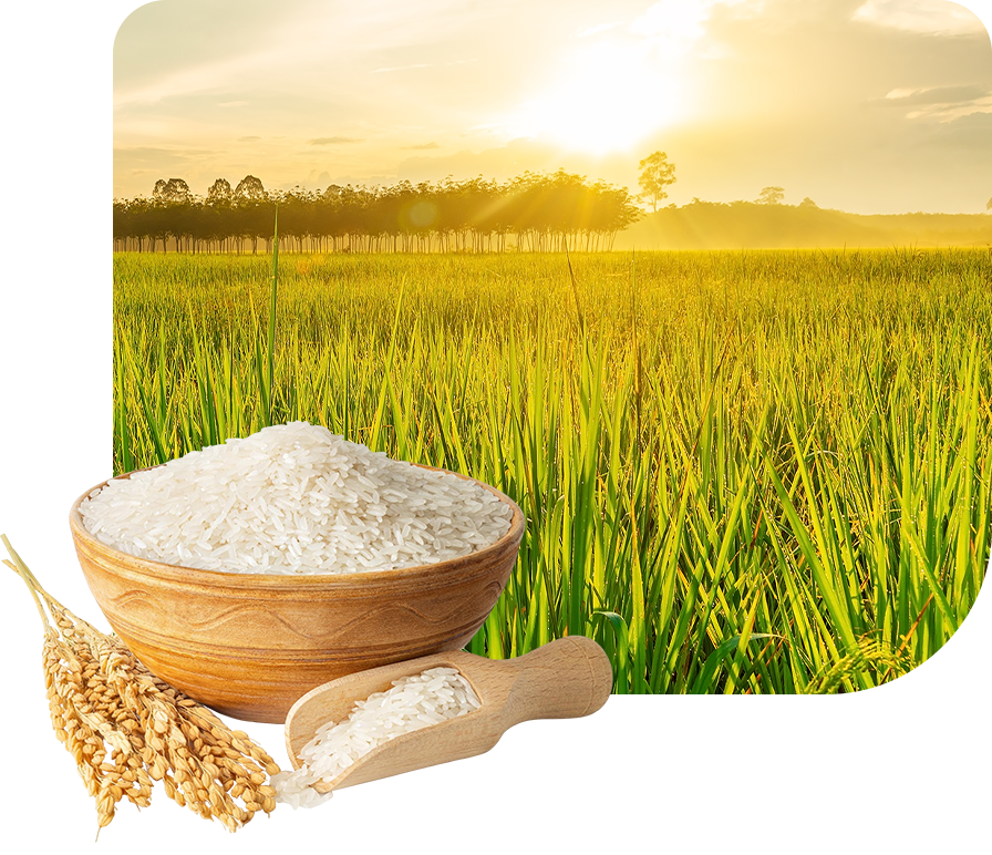GREAT-OCEAN-RICE