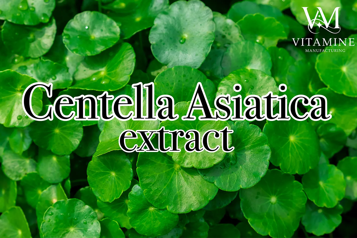 1centella-asiatica