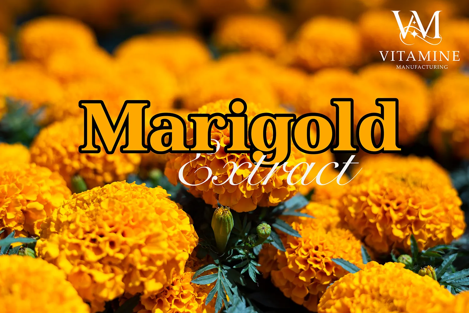 4marigold