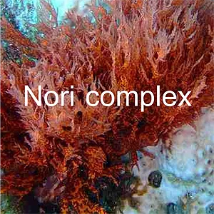 NoriComplexSmall