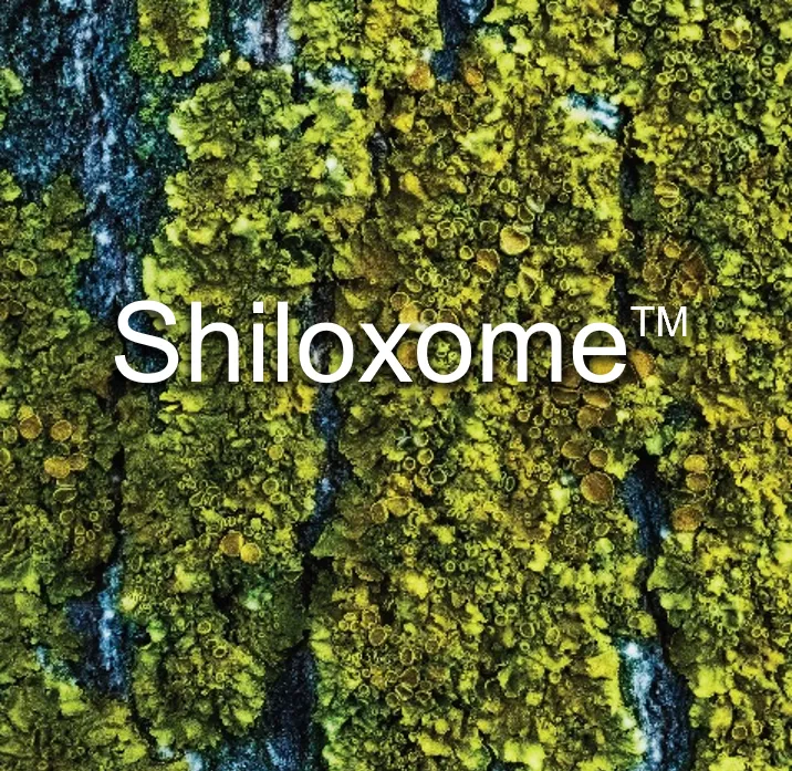 ShiloxomeSmall