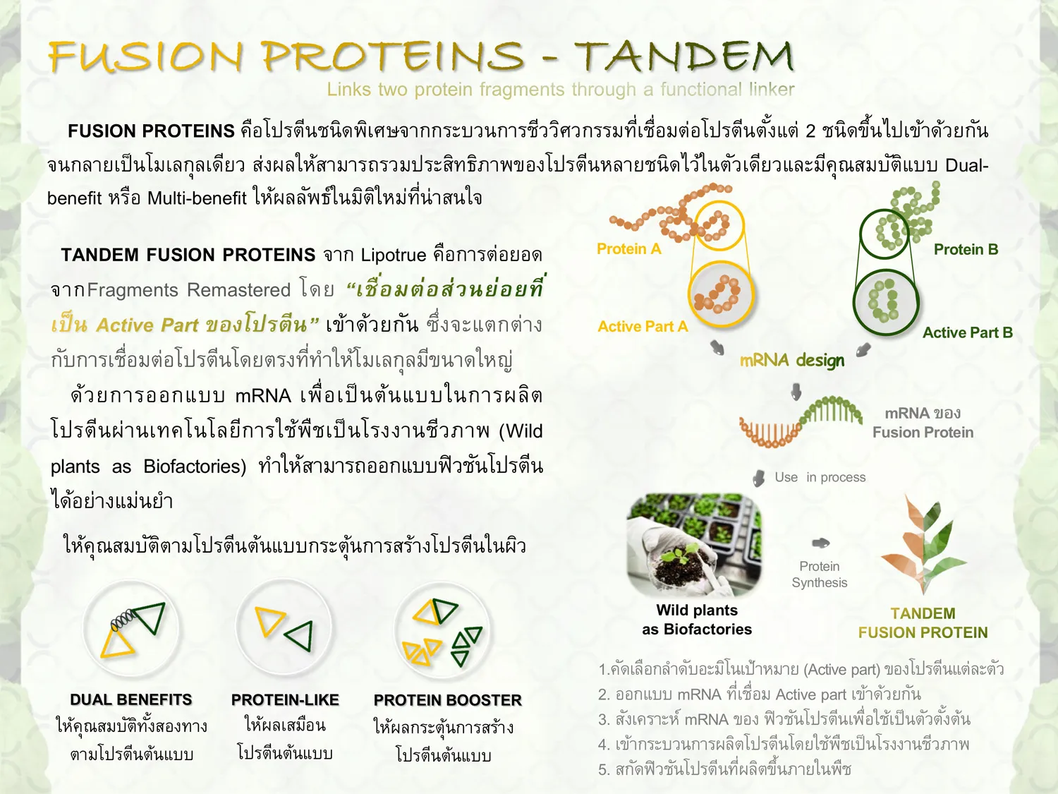 FusionProtein