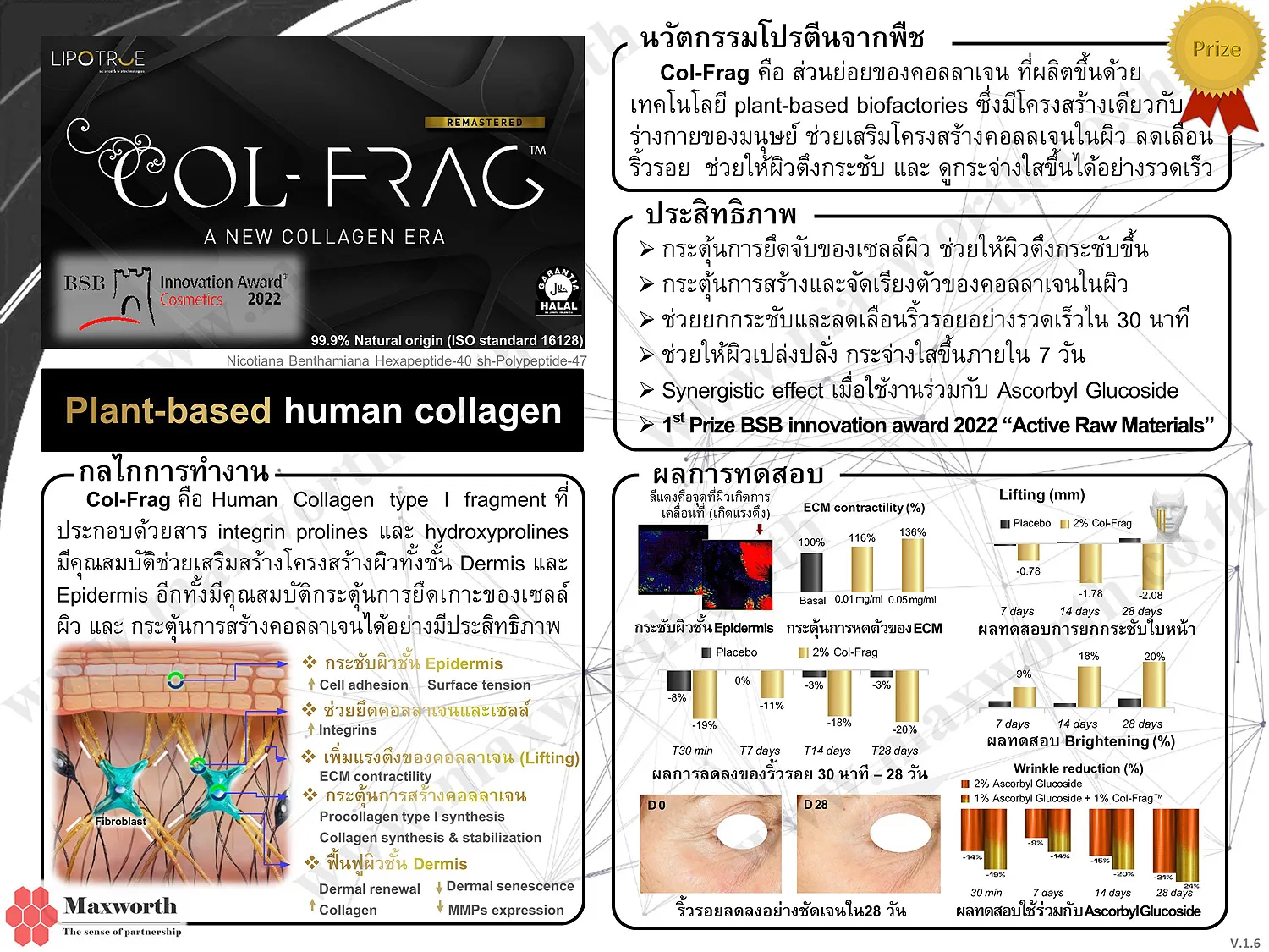 SummarizeCol-FragV