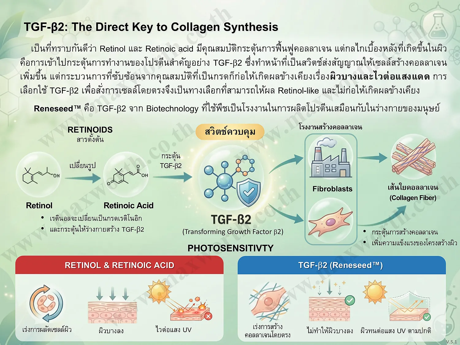 Summarize Reneseed V.5.1