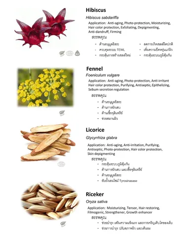 ThaiHerb(4)