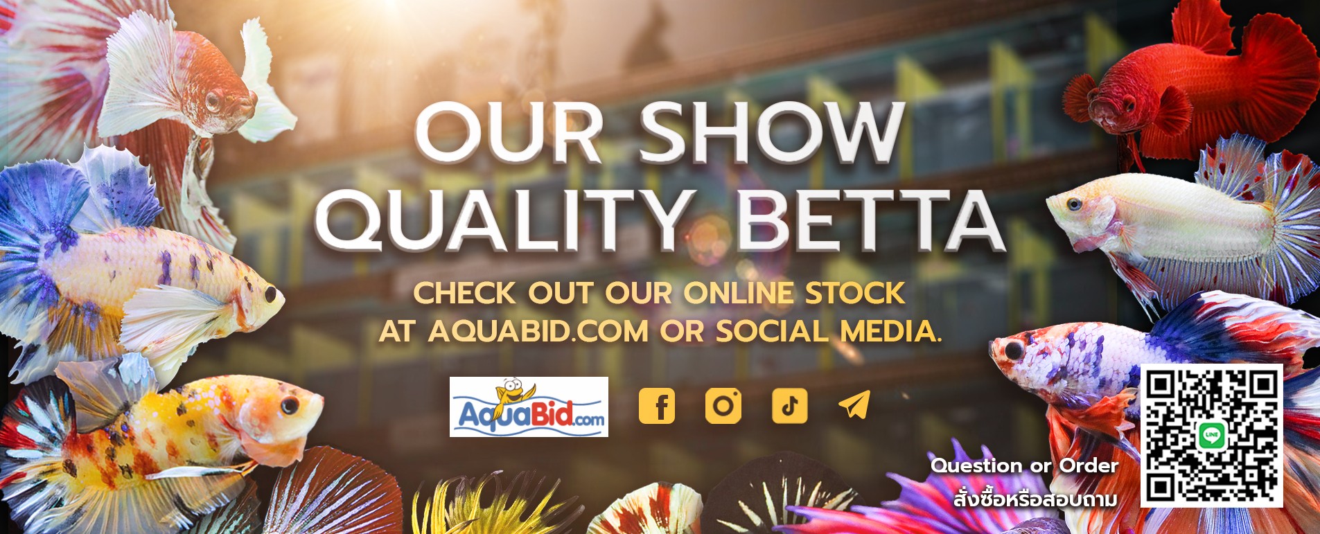 Quality betta fish sale
