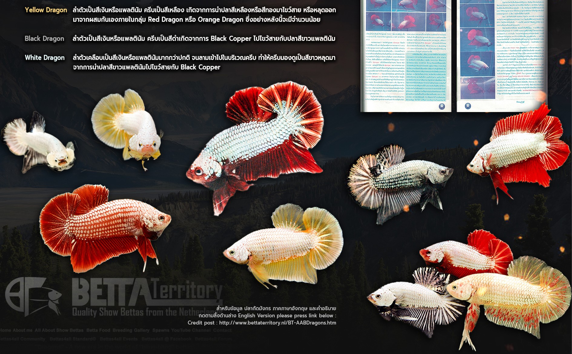 Banner-dragon2