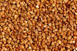 buckwheat3