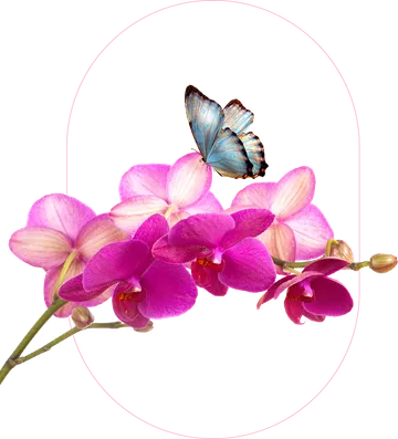 branch