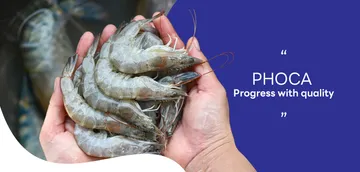 phoca
