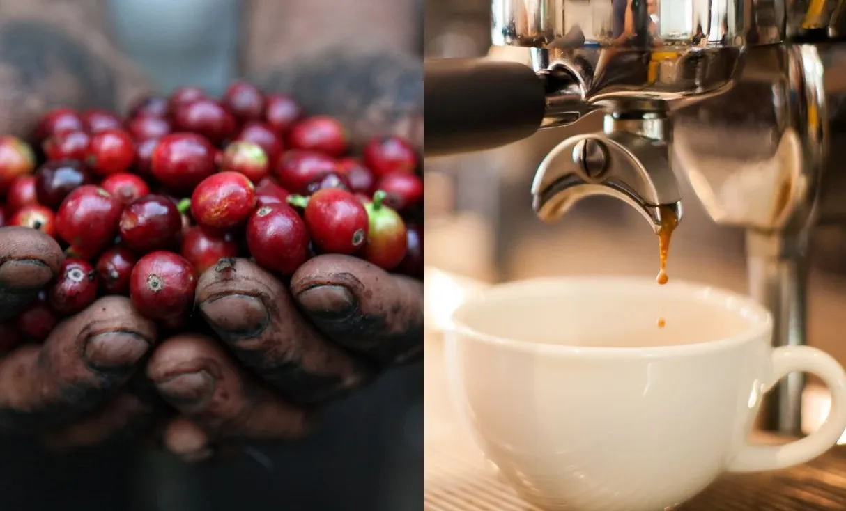 0002CoffeeRobustaSingle888