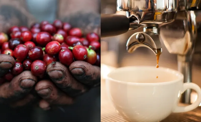 0002CoffeeRobustaSingle888
