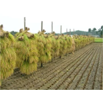 japanese-rice01