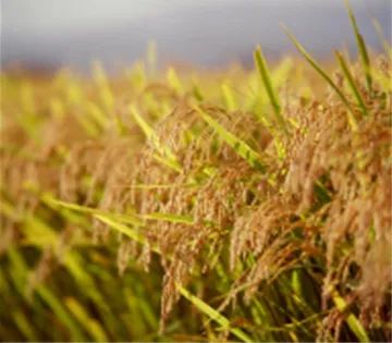 japanese-rice03