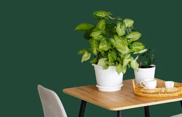 Table-