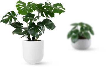 monstera