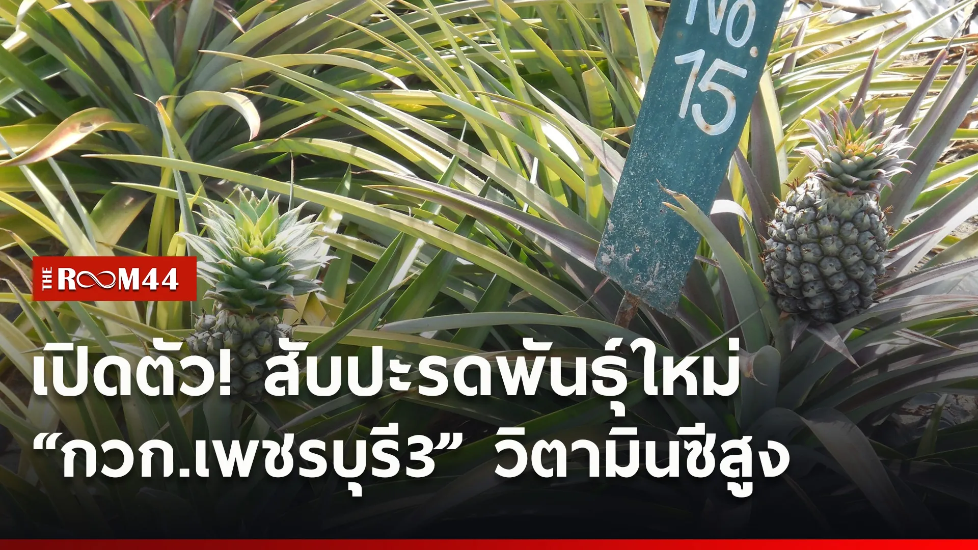 ปกข่าวไลน์ใหม่เว็บ6