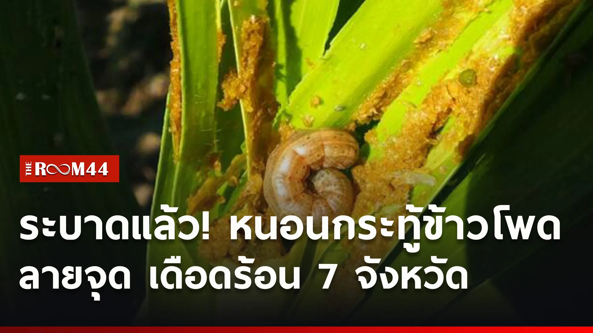 ปกข่าวไลน์ใหม่เว็บ9