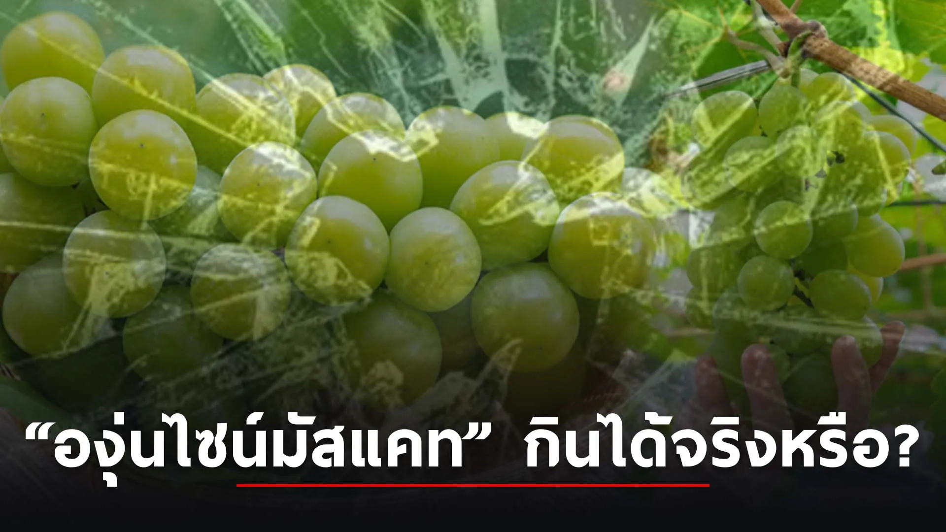 ปกสกู๊ปแนวนอนcopy